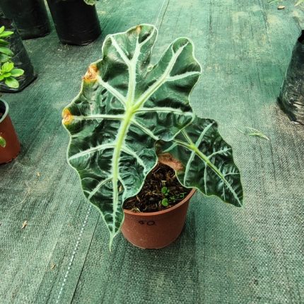 ALOCASIA AMAZONICA