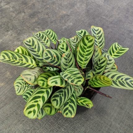 MARANTA