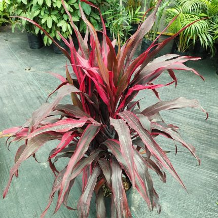 CORDYLINE FRUTICOSA