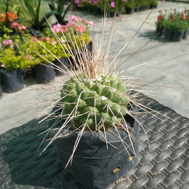 Mammillaria compressa ssp. compressa