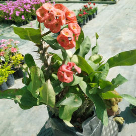 Corona de cristo gigante