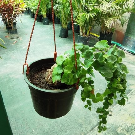 DIOSCOREA ELEPHANTIPES