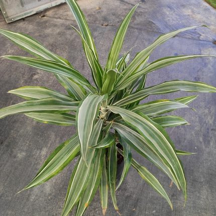 DRACENEA DEREMENSIS WARNECKII