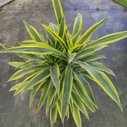 DRACENEA DEREMESIS LEMON