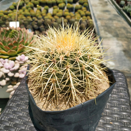 Echinocactus grussonii
