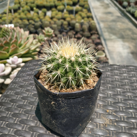 Echinocactus grussonii intermedio