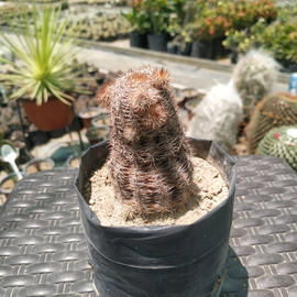 Echinocereus erotico