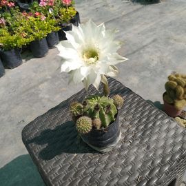 Echinopsis flor blanca