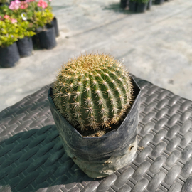 Echinopsis schiikendantzii