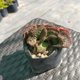 Euphorbia flagananii