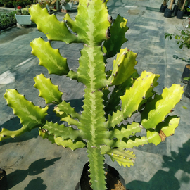 Euphorbia lactea