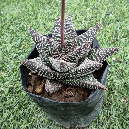 Haworthiopsis fasciata