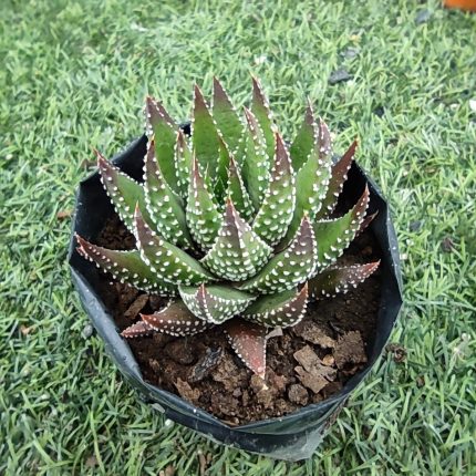 Haworthiopsis fasciata