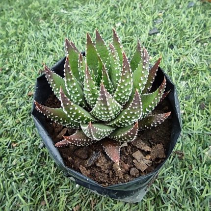 Haworthiopsis fasciata