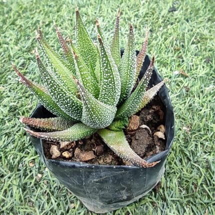 Haworthiopsis fasciata