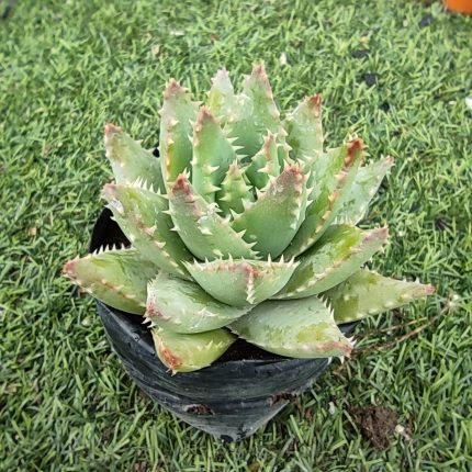 Aloe brevifolia
