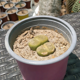 Lithops