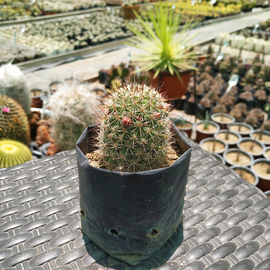 Mammillaria duoformis