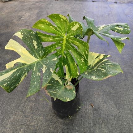 MOSTERA DELICIOSA VARIAGADA