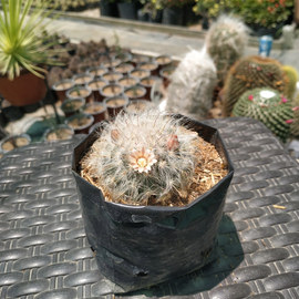 Mammillaria bocasana