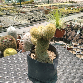 Mammillaria elongata