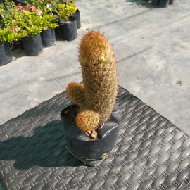Mammilaria elongata roja