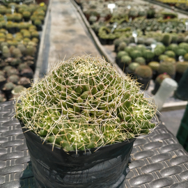 Mammillaria campotricha
