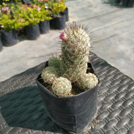 Mammillaria elongata blanca