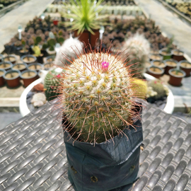 Mammilarria bombycina