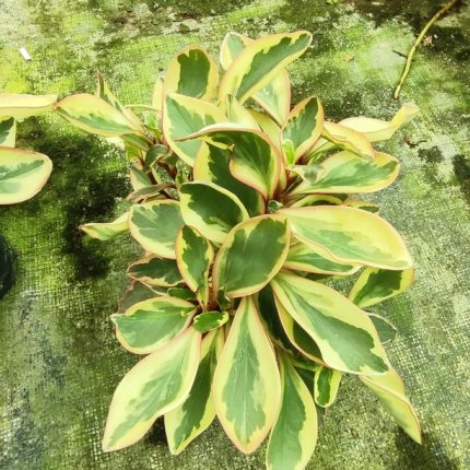 PEPEROMIA CLUSIIFOLIA