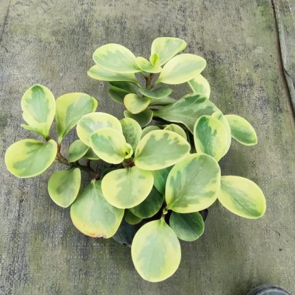 PEPEROMIA OBTUSIFOLIA VARIAGADA