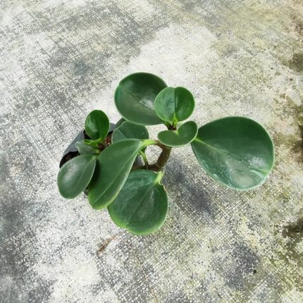 PEPEROMIA OBTUSIFOLIA