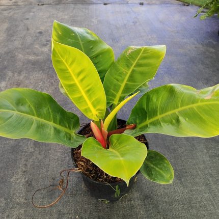 PHYLODENDRON MOONLIGHT