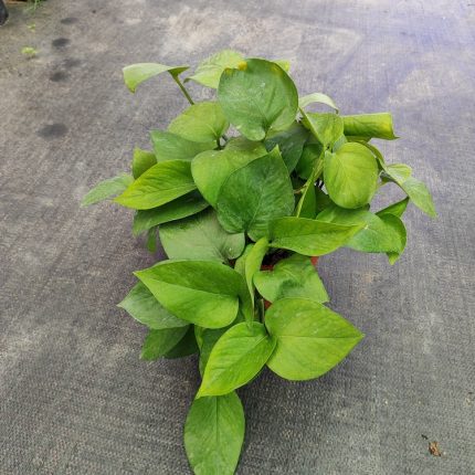 POTHOS VERDE